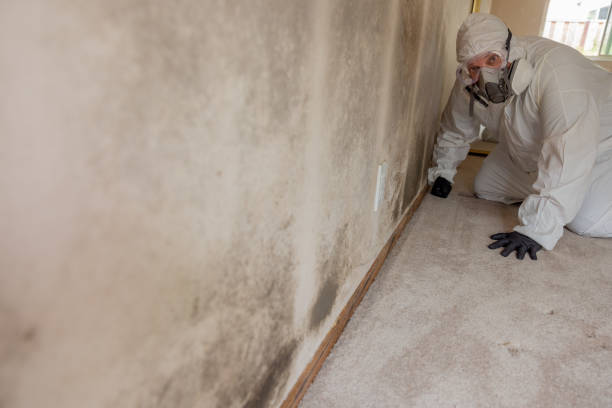 Reliable Salem, OR Mold Removal Solutions